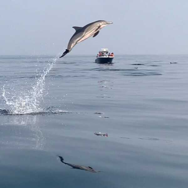 Whale watching between June and September is a popular activity off shore from Luanda. Often dolphins will make an appearance as well. Here a dolphin gracefully leaps from the water.