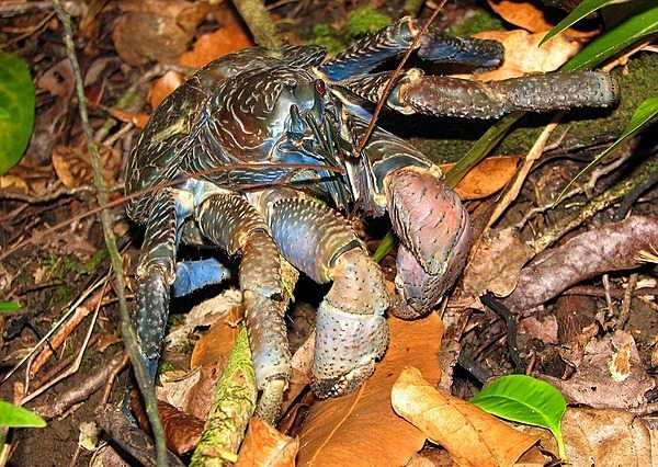 The coconut crab is a species of terrestrial hermit crab that also goes by the name of robber crab or palm thief. It is the largest land-living arthropod in the world and can weigh up to 4.1 kg (9 lb) and grow to up to 1 m in length from each tip to tip of the leg; it is found on islands across the Indian Ocean and parts of the Pacific Ocean. And, yes, omnivorous coconut crabs can break open and feed on coconuts, although they prefer softer foods such as fruits, nuts, seeds, and the pith of fallen trees. Photo courtesy of the US National Park Service.