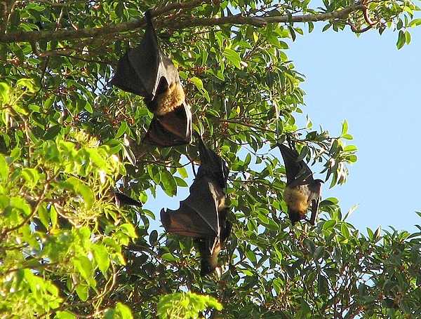 The Tongan fruitbat, or flying fox, goes by the Samoan name pe'a fanua. Photo courtesy of the US National Park Service.