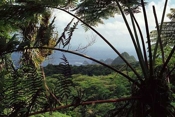 View toward Pola Islands from Tutuila rainforest. Photo courtesy of the US National Park Service.