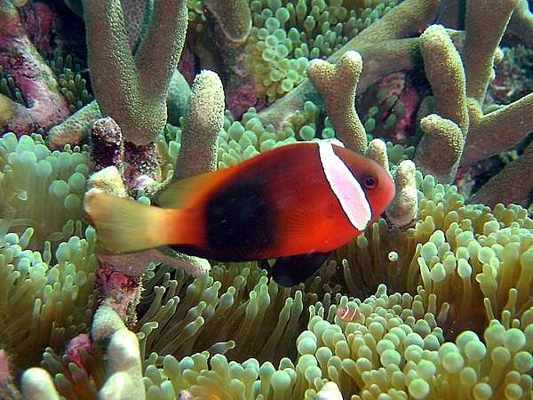 A red and black anemonefish. Photo courtesy of the US National Park Service.
