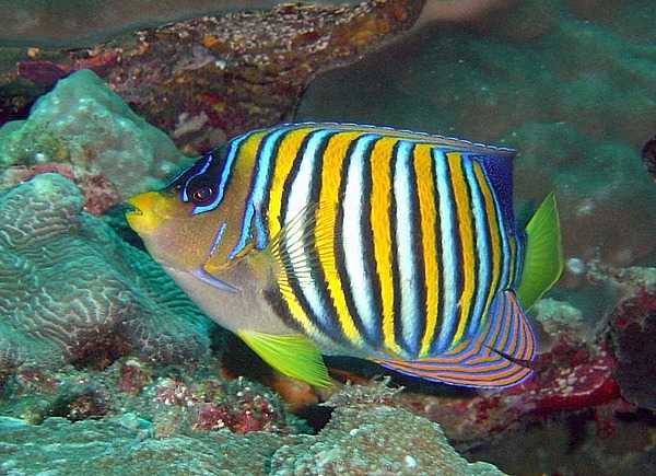 A regal or royal angelfish. Photo courtesy of the US National Park Service.