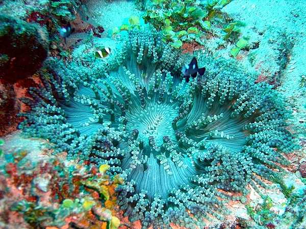 A beaded sea anemone at the National Park of American Samoa. Photo courtesy of the US National Park Service.