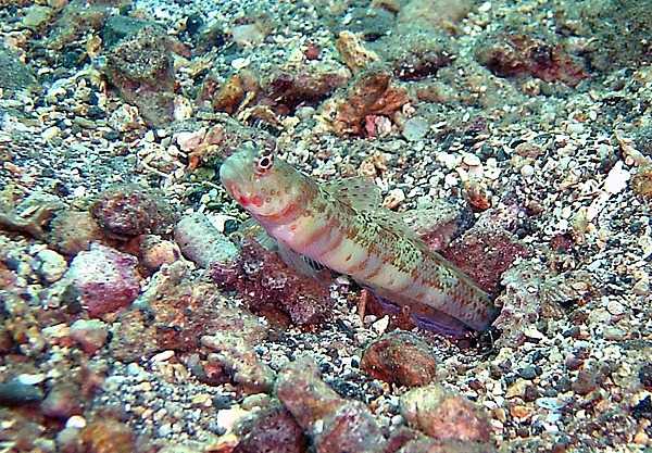 A blotchy shrimpgoby. Photo courtesy of the US National Park Service.