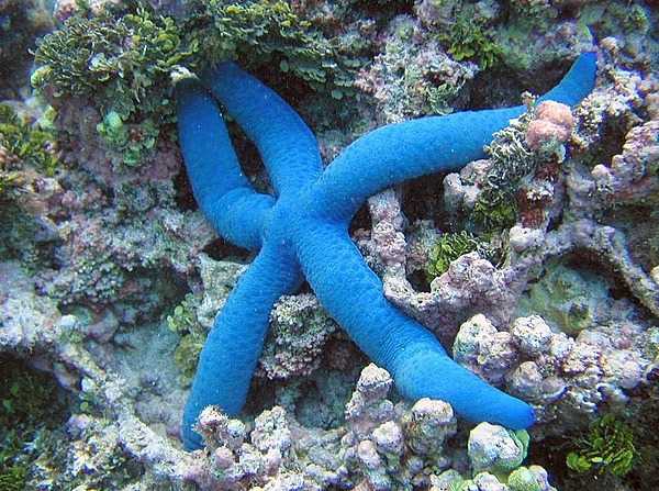 A blue starfish. Members of the starfish family come in a variety of shapes and colors. Photo courtesy of the US National Park Service.