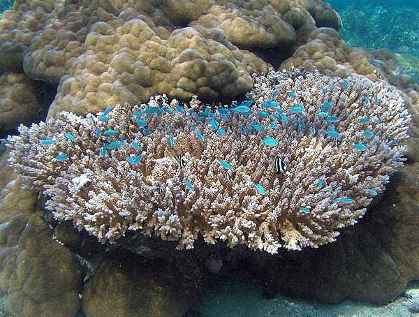 Bluegreen chromis damselfish hovering over coral; their Samoan name is i'alanumoana. Photo courtesy of the US National Park Service.