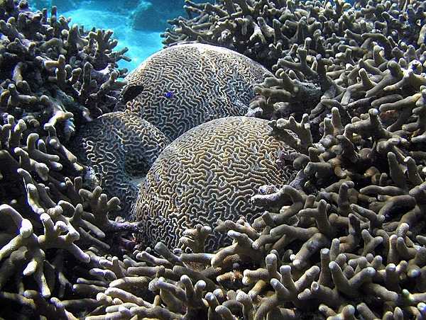 Brain coral surrounded by staghorn coral at the National Park of American Samoa. Photo courtesy of the US National Park Service.