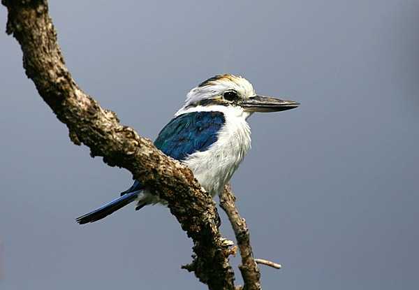 A collared kingfisher at the Pola Islands overlook in the Tutuila portion of the National Park of American Samoa. Photo courtesy of the US National Park Service.