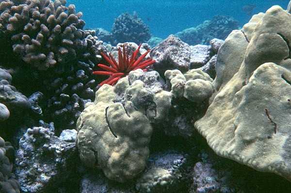 Coral reef with red slate pencil urchin (center) and massive Porites coral on the right. Photo courtesy of the US National Park Service.