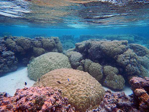 Porites and Acropora coral species in reef flat pools in the National Park of American Samoa on Ofu, Manuʻa Islands Group. Photo courtesy of the USGS/ Curt Storlazzi.