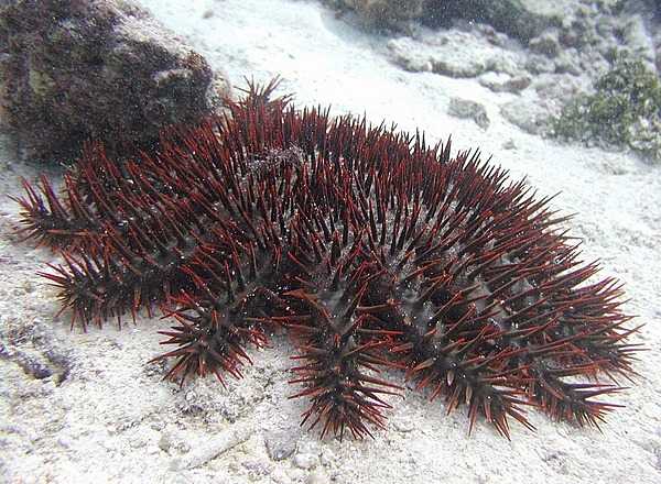 A crown-of-thorns starfish. Photo courtesy of the US National Park Service.