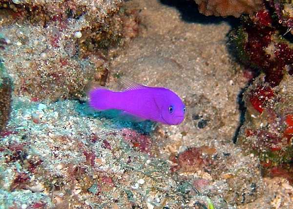 Members of the dottyback fish family can exhibit striking, bright colors. Photo courtesy of the US National Park Service.