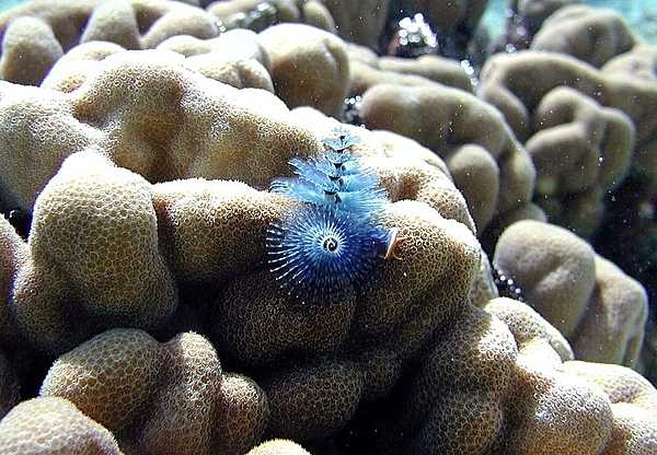 A Christmas-tree feather worm embedded in coral. Photo courtesy of the US National Park Service.