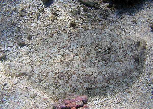 Flounders camouflage themselves by lying on the bottom of the ocean floor as protection against predators. Flounders ambush their prey, feeding at soft, muddy areas on the sea bottom. Photo courtesy of the US National Park Service.