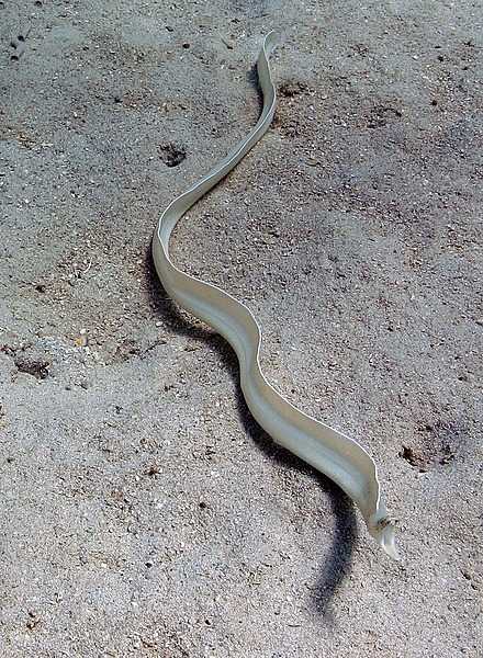 A marine eel at the National Park of American Samoa. Photo courtesy of the US National Park Service.