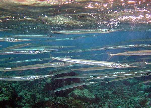 A school of reef needlefish. These distinctively shaped fish are capable of making short jumps out of the water at up to 60 km/h (37 mph). Since needlefish swim near the surface, they often leap over the decks of shallow boats rather than going around. This jumping activity is greatly excited by artificial light at night; night fisherman and divers in areas across the Pacific Ocean have been "attacked" by schools of suddenly excited needlefish diving across the water towards the light source at high speed. Their sharp beaks are capable of inflicting deep puncture wounds, often breaking off inside the victim in the process. For many traditional Pacific Islander communities, who primarily fish on reefs from low boats, needlefish can represent an even greater risk of injury than sharks. Occasional deaths and serious injuries have been attributed to needlefish. Photo courtesy of the US National Park Service.