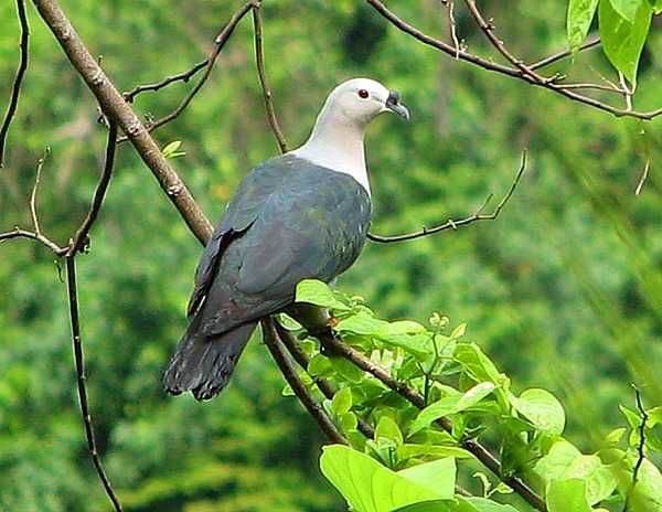 The distinctive Pacific pigeon is quite common in Samoa and subsists mainly on fruits. Photo courtesy of the US National Park Service.
