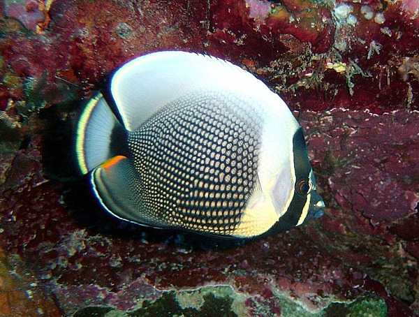 A reticulated butterflyfish. Photo courtesy of the US National Park Service.