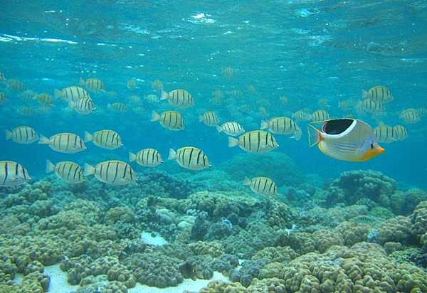 A saddled butterflyfish seems to be leading a school of convict surgeonfish. Photo courtesy of the US National Park Service.