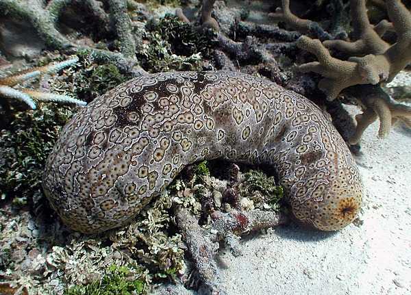A sea cucumber (Samoan name loli) at the National Park of American Samoa. Photo courtesy of the US National Park Service.