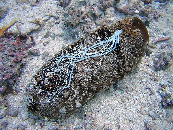 A medusa spaghetti worm at the National Park of American Samoa. Photo courtesy of the US National Park Service.