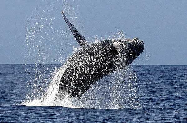 A humpback whale breaching; its name in Samoan is i'a manu. Image courtesy of the US National Park Service.