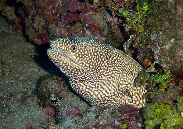 A whitemouth moray eel peers out from its den. Photo courtesy of the US National Park Service.