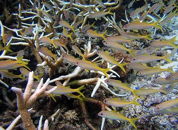 Yellow goatfish threading through coral; their Samoan name is l'asina. Photo courtesy of the US National Park Service.