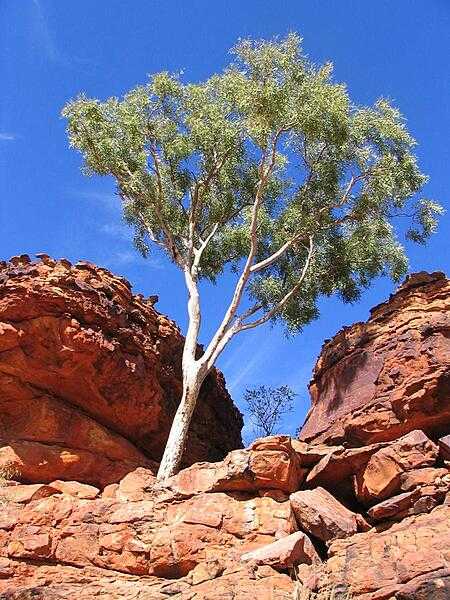 A green sentinal overlooking Kings Canyon in Australia&apos;s Outback.