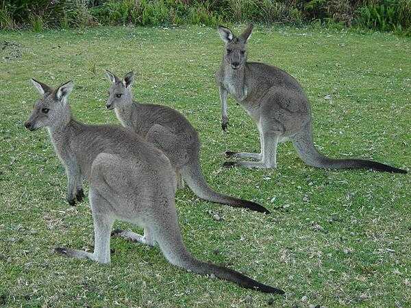 Pebbly Beach is about a 3-hr drive south of Sydney and its claim to fame is the kangaroos (aka roos) that roam around freely.