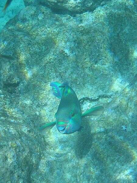 An inquisitive resident of  the Great Barrier Reef.