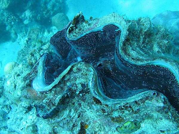 Encrusted giant clam in the Great Barrier Reef.
