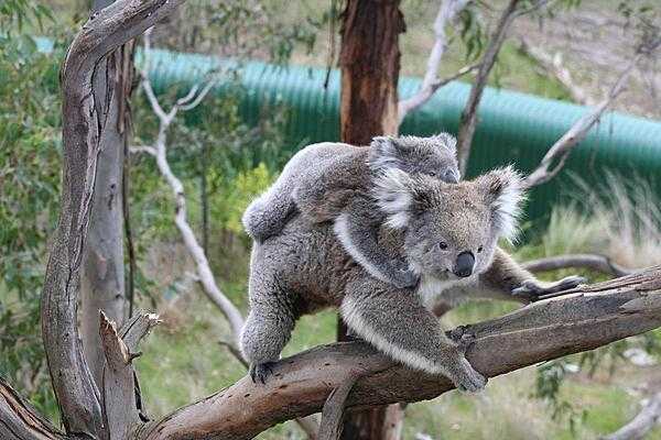 A koala female and her joey. Koalas are found in coastal regions in eastern and southern Australia. Despite the fact they are sometimes incorrectly referred to as bears, koalas are actually marsupials, usually giving birth to one offspring per year. The koala eats leaves and bark and is one of a small number of mammals capable of digesting eucalyptus leaves.