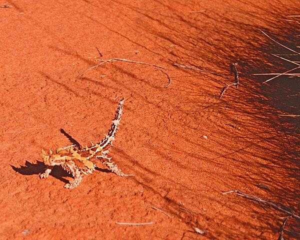 Appearances can be deceiving as is the case with the Thorny Devil lizards that inhabit the scrub and desert of western Australia.  Although covered with an intimidating array of spikes that help defend it from predators by making them hard to swallow if attacked, the lizards are quite gentle. A false head on it  back allows them to protect their real head when threatened. The lizard lowers its head between its front legs and presents the false head. The Thorny Devil Lizard subsists on ants (they can eat thousands in one day). They can grow up to 20 cm (8 in) and live up to 20 years.