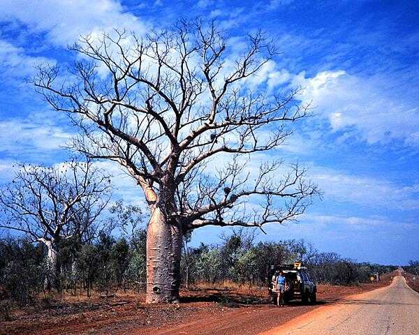 Boab trees along the Plenty Highway in the Outback. These trees store water in their swollen trunks and shed their leaves during the dry season. Indigenous Australians used them as a source of water and food, and utilized the leaves medicinally.