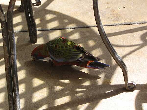 A crimson rosella parrot helps itself to scraps on the veranda of the Jenolan Caves House.
