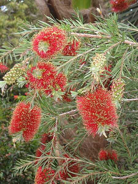 Crimson bottle brush flowers in Sydney's Royal Botanic Garden. A hardy member of the myrtle family, the shrub is endemic to southeastern Australia.