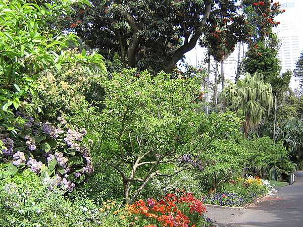 A profusion of flowering plants, bushes, and trees along a walkway at the Royal Botanic Garden in Sydney.