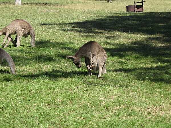 A mother kangaroo checks on her joey.