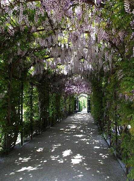 A walkway dripping with wisteria in the gardens of Schoenbrunn Palace.