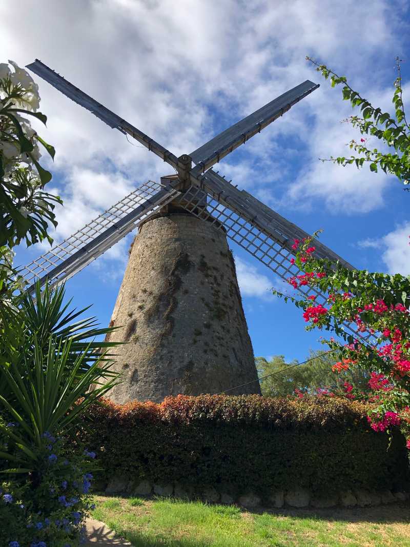 The Morgan Lewis Windmill, located in St. Andrew, Barbados, is the largest and only fully functioning sugar windmill in the Caribbean.  Windmills harnessed the energy of prevailing trade winds to mill grains and other agricultural products. This mill’s wind-driven machinery that ground sugarcane in the 18th and 19th centuries was still intact even at cessation of operations in 1947. In 1962, the Barbados National Trust acquired the mill for preservation as a museum and it was dismantled and restored to full functionality and able to grind cane again.