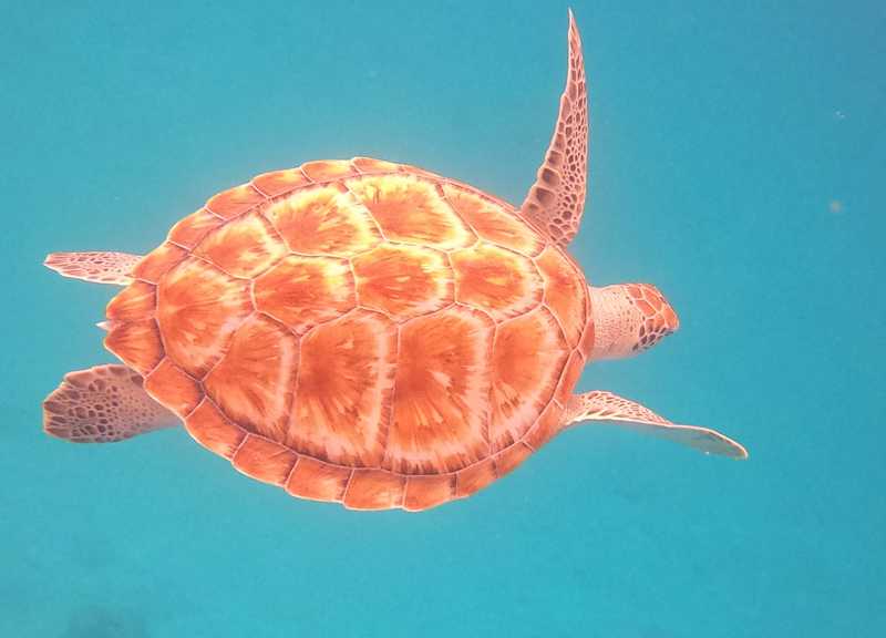 Barbados is home to a large population of sea turtles. Clear waters and calm seas combine to create incredible viewing opportunities during snorkeling and scuba expeditions.