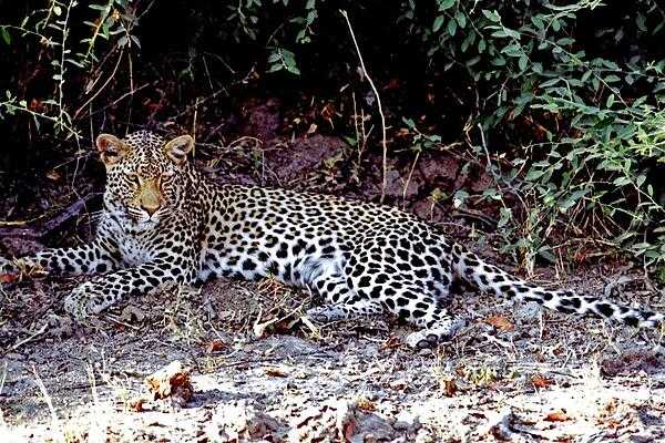 A resting but wary leopard.