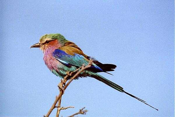 A perching lilac-breasted roller.