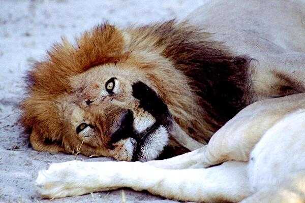 Following a large meal, lions can enter a semi-stupor state and just want to rest.