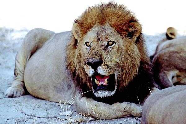 A contented male lion following a big meal.