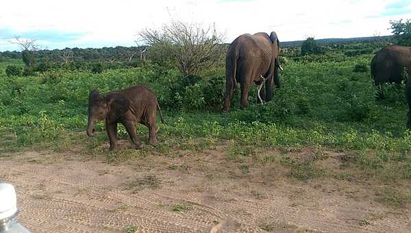 A curious baby elephant approaches a safari vehicle.