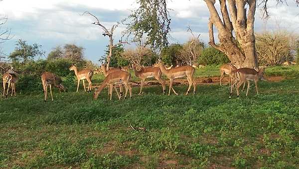 A large herd of impala in Chobe National Park.