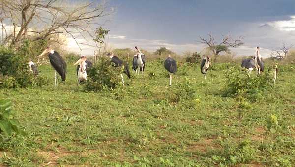 A colony of marabou storks at Chobe National Park.
