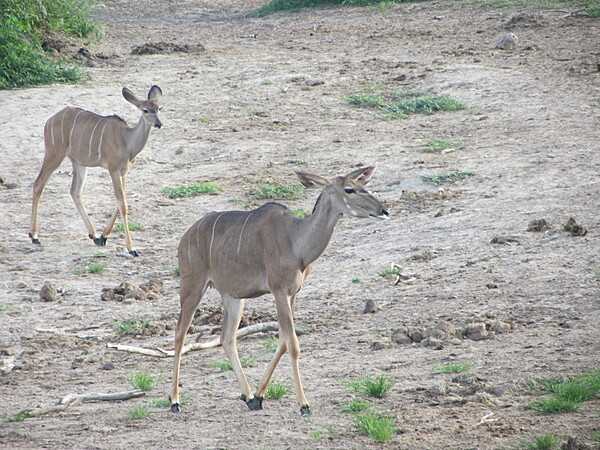 Kudus on the move at Chobe National Park.